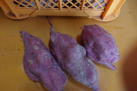 サツマイモといえば🍠🍠紅あずま🍠🍠３㎏⭐♥Мサイズ