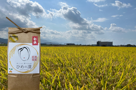 ✨令和７年産新米✨ﾌﾟﾚﾐｱﾑｸｵﾘﾃｨ認定5㎏｢ひめの凜｣一等米【玄米】