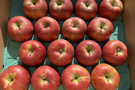 シャキシャキッ！完熟サンふじ 約5kg 信州りんご