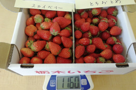 この時期だけの限定品！バラ詰「とちおとめ」と「スカイベリー」　完熟お得用約1kg入り小粒