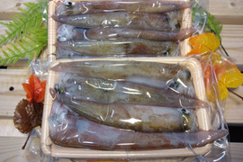 【墨袋除去済み】青森県産ヤリイカ500g×2｜真空冷凍・家庭用