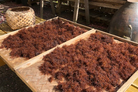 伊豆の美味しい、フノリ　ふのり　布海苔　／４０グラムです 訳あり品