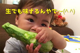 【生食がうまい！ズッキーニ】とびっきりの旨みと食感！「こいちゃん」（約12〜16本）