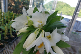【おためし切り花】夏の蘭 フォーミディブル