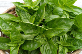 夏の食卓をバジルの香りでいっぱいに！！有機スイートバジルたっぷり３００ｇ