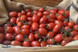 1日3箱限定！🍅ミニトマトの女王アイコ🍅【1.5㎏】＃栽培期間中農薬・化学肥料不使用