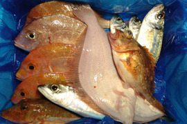箱いっぱい！深浦の天然鮮魚セット（80サイズ）