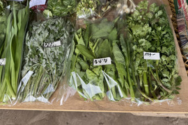 【新春福袋】春の味覚山菜野草や春野菜セット 蕗のとう、春蓬、野萱草（のかんぞう）、雪の下、菜花などなど春の味覚をお送りいたします