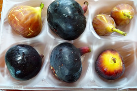 秋の希少いちじくお楽しみセット【農薬・除草剤・化学肥料不使用】和歌山県産