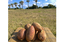 種子島産 安納芋 Mサイズ 2kg｜甘くて濃厚🍠｜aimo農園直送
