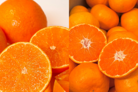 【旬は一瞬】福まどんな 1kg+福みかん 1kg《ご家庭用》｜サイズ混合｜愛媛・西宇和産