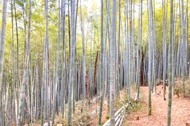 自然栽培朝堀りたけのこ２kg