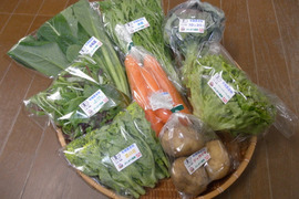 季節の有機野菜セット＜ライト＞※静岡以東の午前着は２日前発送になります