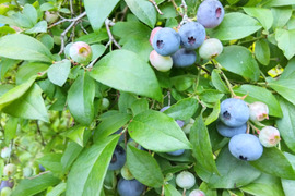 【朝どれ】【農薬・肥料・除草剤不使用】朝摘みブルーベリー（500g ）