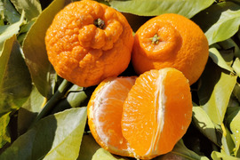 【ご家庭用】弾ける食感と爽やかな甘みが特徴！大人気「デコ(不知火)」【5kg箱】