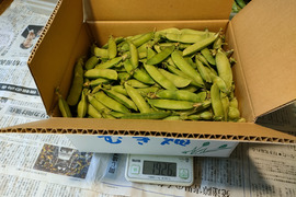 この時期だけ【春の味覚　第３弾　グリーンピース】　60サイズ一杯（約１．７キロ）　鮮度が命の豆🫛を収穫当日に発送　冷凍とは違う生グリーンピース　今しか味わえない莢入りをお楽しみ下さい！！