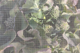 ✨農薬・化成肥料不使用の新鮮スティックセニョール（茎ブロッコリー）約300g✨😊