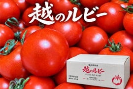 甘くて皮が薄くて食べやすい　福井県産ミディトマト『越のルビー』1Kg！