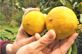 朝採りの”グレープフルーツホワイト”と”はるひ”合わせて3kg【柑橘食べ比べ】