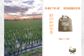 R7年産特別栽培米　彩のかがやき　5㎏