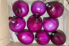 【レッドスター玉葱】鮮やかな赤・玉ねぎ　福岡産　1.9kg