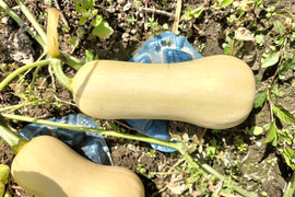 まろあじ 食べ切りバターナッツかぼちゃ（約1kg 2〜3玉 ）