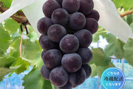 糖度抜群！種なし　あづましずく　房売り約800g　『クール便』