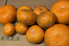 【訳あり】😊甘味の中にまろやかな酸味！コクのある青島みかんサイズフリー１０kg