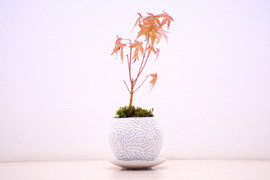 ミニ盆栽【紅葉🍁ヤマモミジ ×白花柄陶器】高さ30cm×横10cm