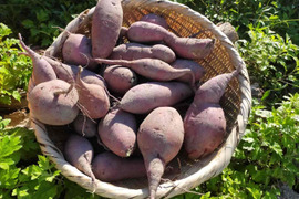 さつまいも（紅あずま）5㎏　もちろんヤギまっしぐら！