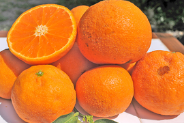 コクのある味わい　カラマンダリン【家庭用(訳あり)】[10kg]　326-4