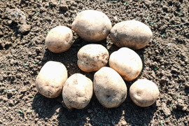 【栽培期間中　農薬不使用】ポテサラに最適！甘みとコクのホクホクじゃがいも＊デジマ（1kg）