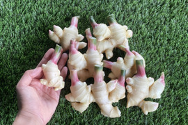 ピッカピカの黄金肌✨万能薬味！新生姜　1ｋｇ（本州の方限定）