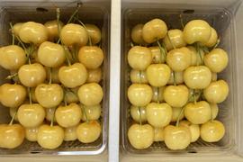 山形県のさくらんぼで産地直送の商品｜3ページ目｜食べチョク｜産地