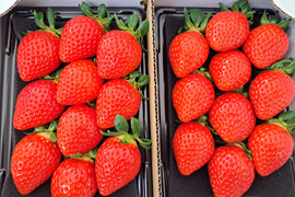 埼玉いちご「べにたま」270ｇ×2ｐ