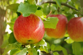 【10月上旬ころ収穫】ジョナゴールド もぎたてはひと味違う！ 家庭用 5kg (12〜26個)