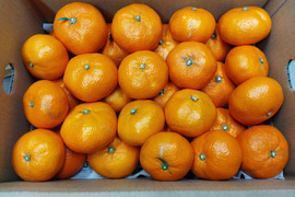 贈答用  蔵出し貴少品種　ひめのか【ミカン】　箱込み4.5キロ