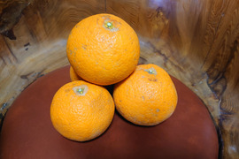 【3月からお届け】「清見オレンジ」５㎏。サイズ混合。チョット傷もあります。