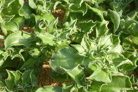 【期間限定】変わった性質を持つ珍しい野菜・アイスプラント【４００g】