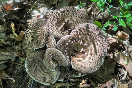 【予約開始】超希少！幻と言われる天然キノコ🍄『香茸』はマツタケを超えるのか⁉栽培不可の超希少天然『香茸』３００ｇを喰らって下さい😄