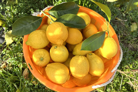 広島県産 農薬不使用 完熟 レモン 3kg