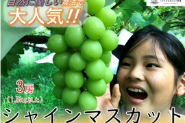 【加工用】【農薬節減】さっぱり味のシャインマスカット（3房1.5kg以上）