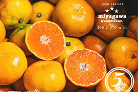 ■訳あり■傷あり不揃いの旨さ主義【EHIME UWAJIMA】とろける食感の絶品早生みかん！Bセレクション5kg