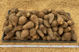 【自然栽培】　里芋（土垂）１０kg　農薬不使用・無肥料栽培　S～3Lサイズ　¥700/kg　【岐阜県産】