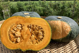 【3玉🎃】農薬化学肥料除草剤不使用🌎北海道産🎃美味しい『くりりん南瓜』😋