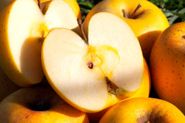 極上の甘さ【はるか】家庭用✨りんご農家が感動！希少品種♡