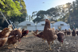 空と大地に見守られて、産まれる卵。-itadaki-甘くてコク深い、放牧鶏「暖鷄」の卵です。放牧卵itadaki/自然放牧【限定枠定期便】24個入