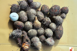 皮ごと茹でて✨美味しい ✨小ぶりな里芋1kg(セレベス:赤目芋)｜農家直送✅｜家庭用🎁❗️