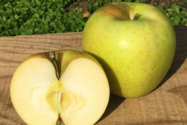 【家庭用】王林 約2.5kg 6-14玉 昔ながらの定番青りんご 11月上旬頃発送 家庭用#NAO0B025