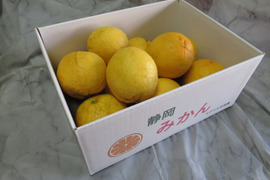 レモンの香りはそのまま、酸っぱくない不思議な柑橘　「レモネード」静岡県より産地直送　２㎏